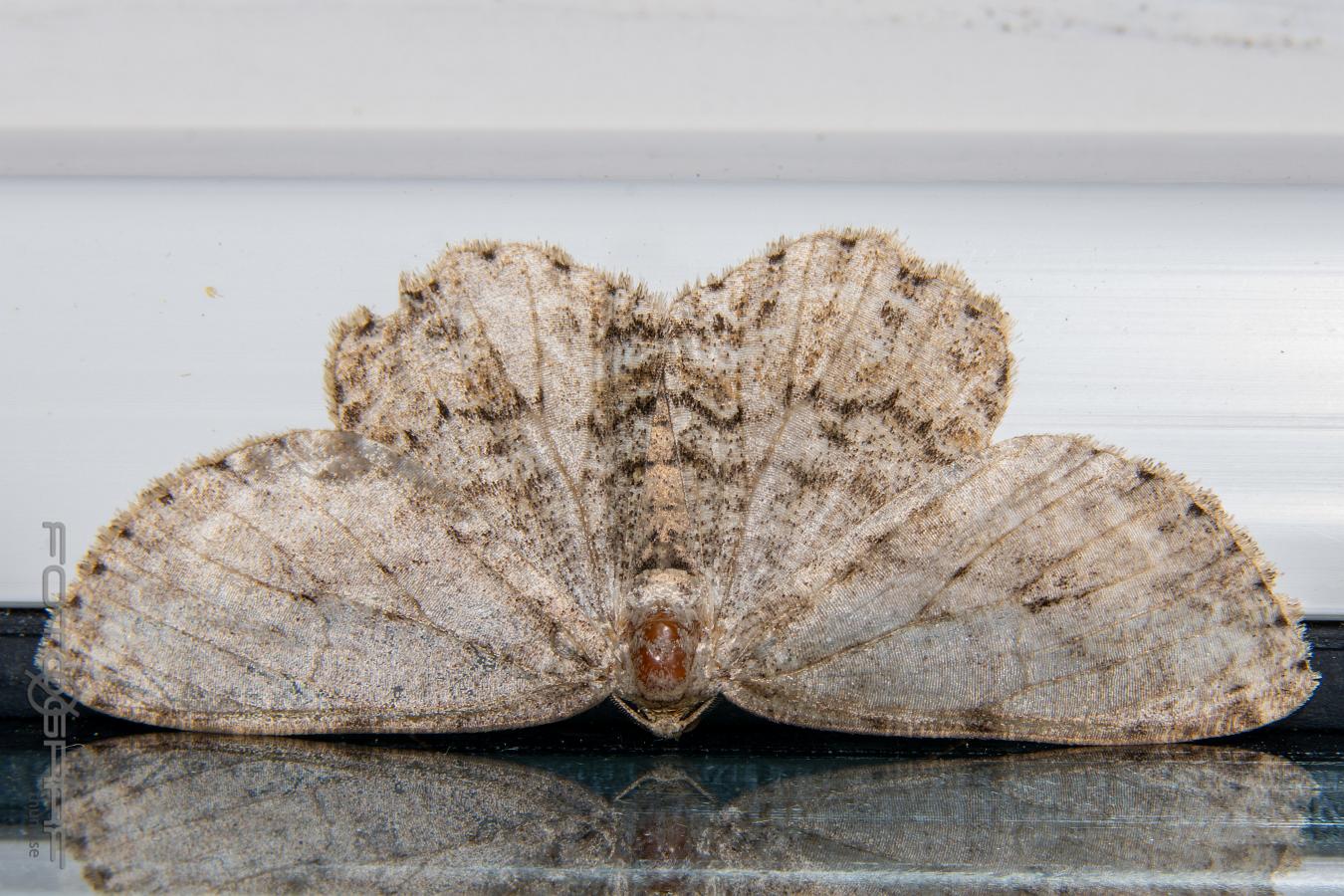 The engrailed (Dubbelvågig lavmätare) Ectropis crepuscularia