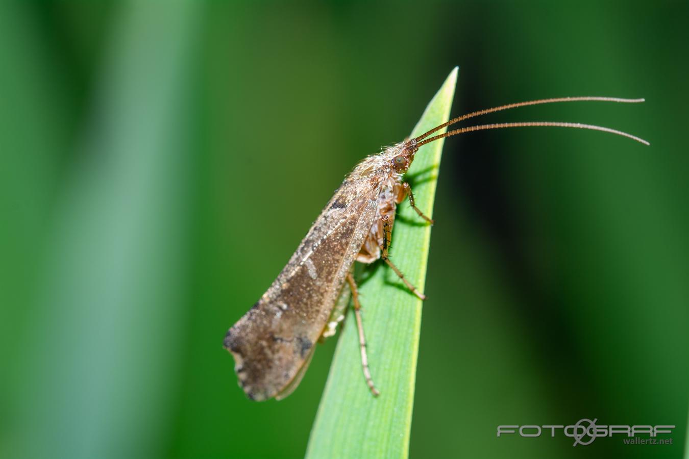 Mottled Sedge (Nattslända) Glyphotaelius pellucidus