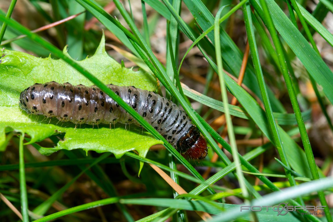 Större ängsfly? Apamea monoglypha?