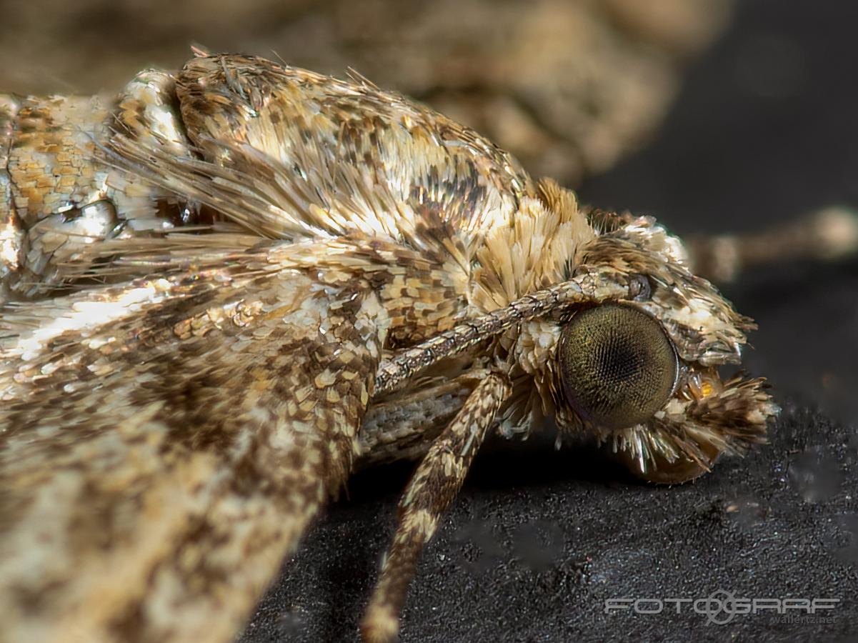 The juniper pug (Streckad enmalmätare) Eupithecia pusillata