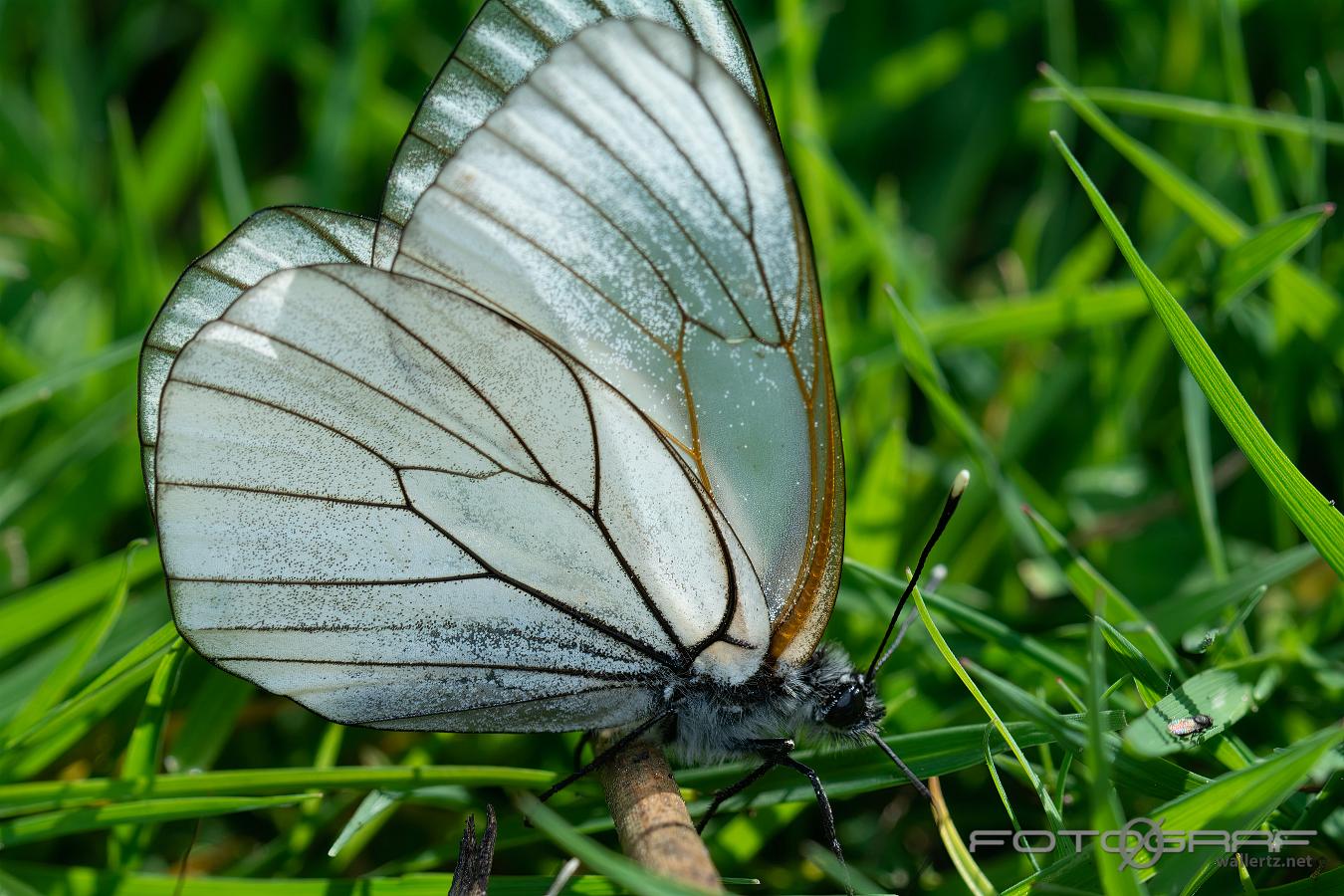 Black-veined White (Hagtornsfjäril) Aporia crataegi