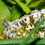 The orange tip (Aurorafjäril)