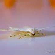 Swallow-tailed moth (Svansmätare)