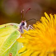 European Lepidoptera (Citronfjäril)