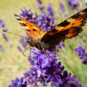 The small tortoiseshell (Nässelfjäril)