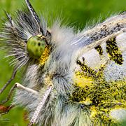 The orange tip (Aurorafjäril)