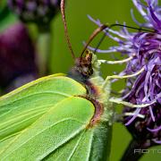 The Brimstone (Citronfjäril)