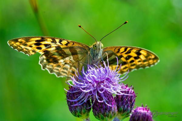 The silver-washed fritillary (Silverstreckad pärlemorfjäril)