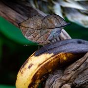 The dead leaf butterfly