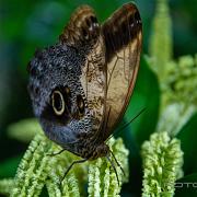 Giant owl or pale owl