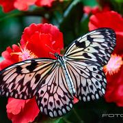 Paper kite butterfly