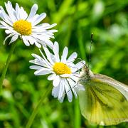 Green-veined white (Rapsfjäril)