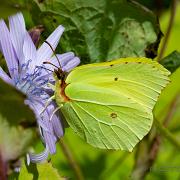 The Brimstone (Citronfjäril)