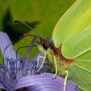 The Brimstone (Citronfjäril)