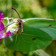 The Brimstone (Citronfjäril)