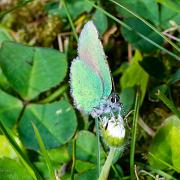 Green Hairstreak (Grönsnabbvinge)