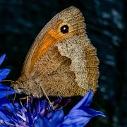 Meadow Brown (Slåttergräsfjäril )