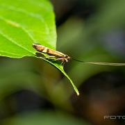 Yellow-barred long-horn moth (Lövskogsantennmal)