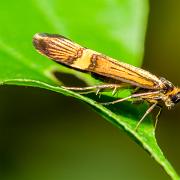 Yellow-barred long-horn moth (Lövskogsantennmal)