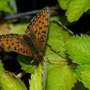 Lesser Marbled Fritillary (Älggräspärlemorfjäril)