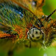 Lesser Marbled Fritillary (Älggräspärlemorfjäril)