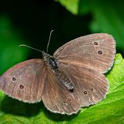 Ringlet (Luktgräsfjäril)