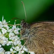 Ringlet (Luktgräsfjäril)