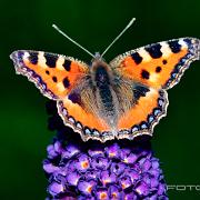 The small tortoiseshell (Nässelfjäril)