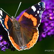 Red admiral