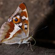 Purple Emperor (Sälgskimmerfjäril)