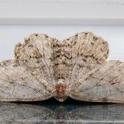 The engrailed (Dubbelvågig lavmätare)