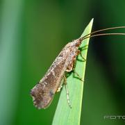 Mottled Sedge (Nattslända)