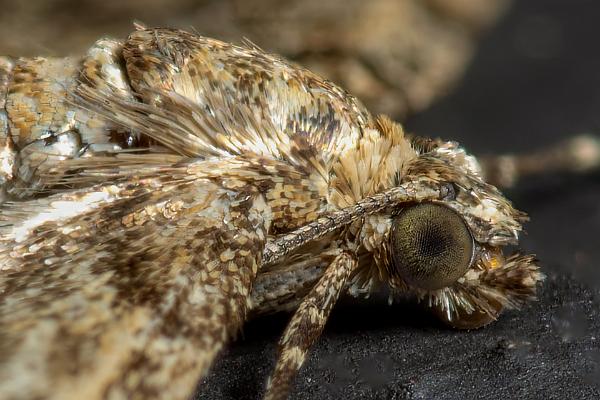 The juniper pug (Streckad enmalmätare)