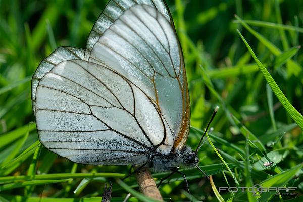 Black-veined White (Hagtornsfjäril)