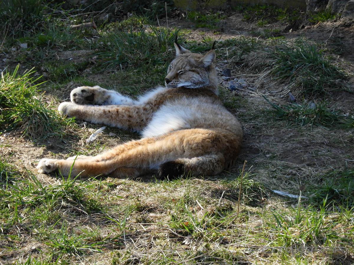 Lynx Lynx Lynx