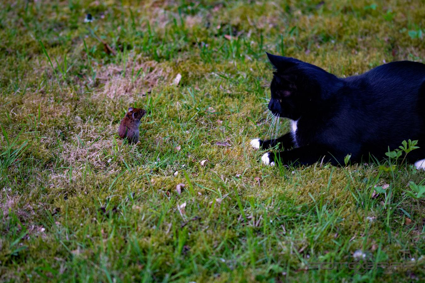 The cat and the mouse We need to talk...