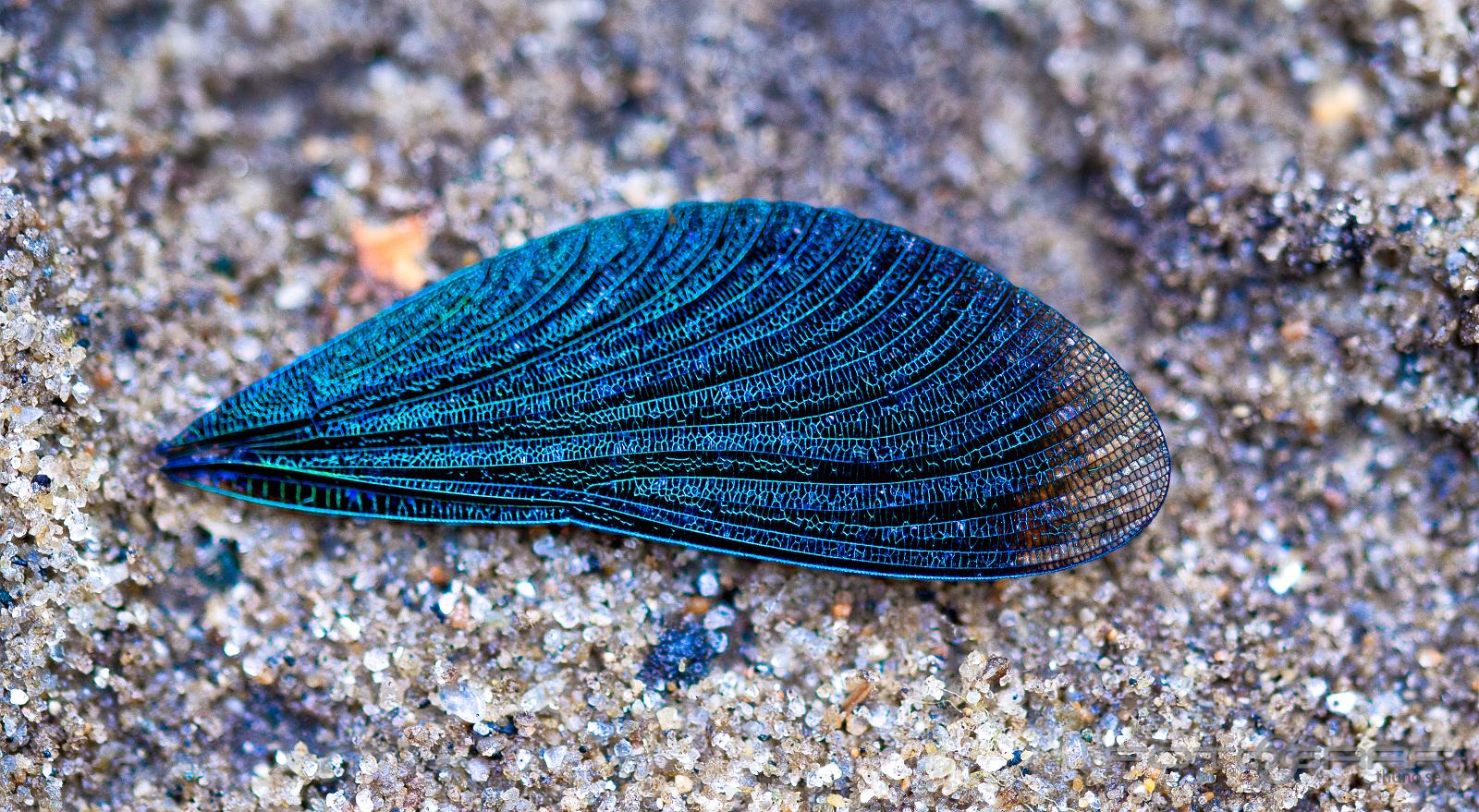 Banded demoiselle, male Calopteryx splendens