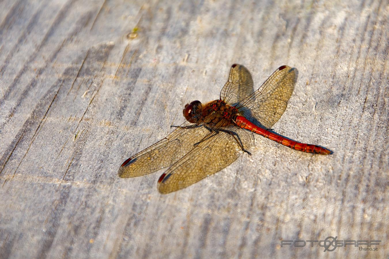 Ruddy Darter Sympetrum sanguineum