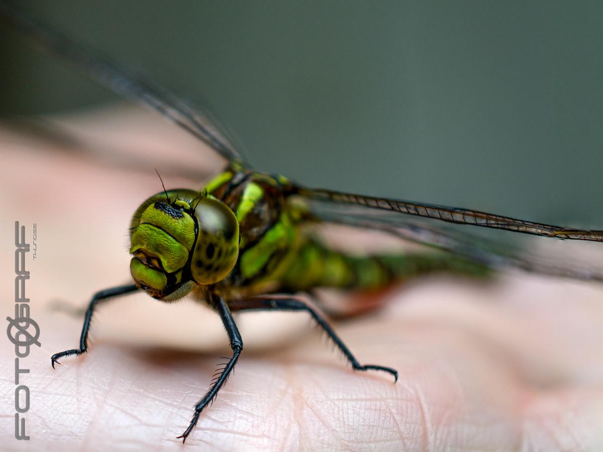 Blue hawker Blue hawker