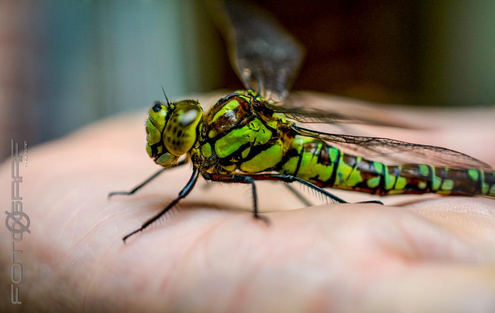 Blue hawker Aeshna cyanea