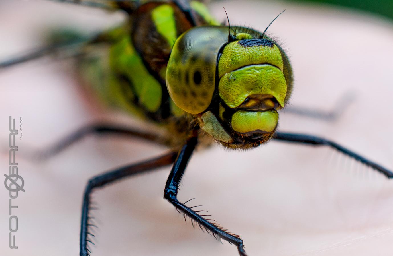 Blue hawker Aeshna cyanea