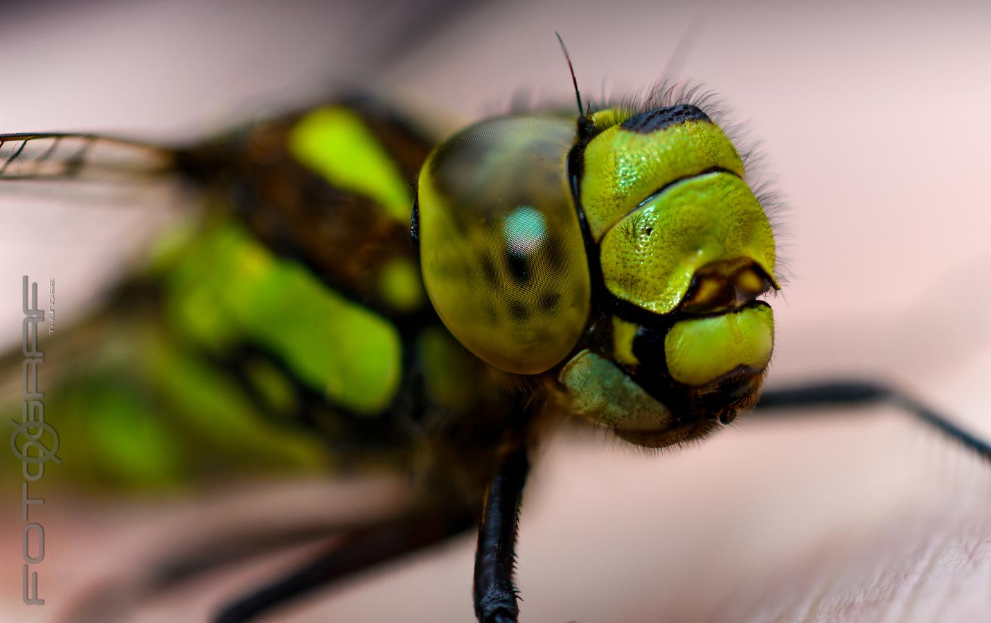 Blue hawker Aeshna cyanea