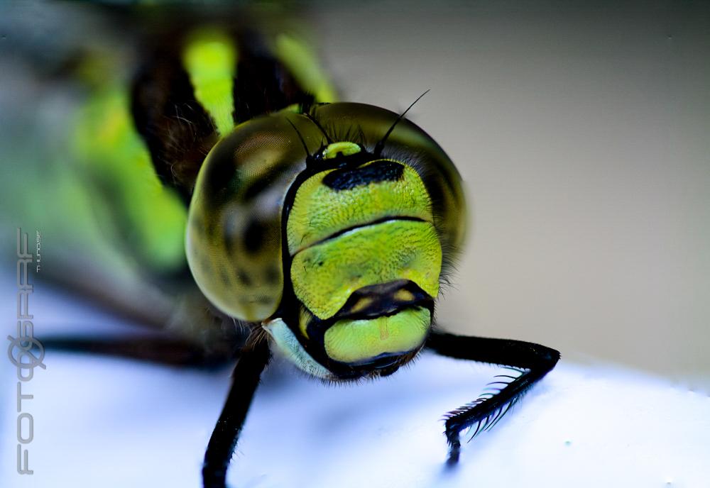 Blue hawker Aeshna cyanea