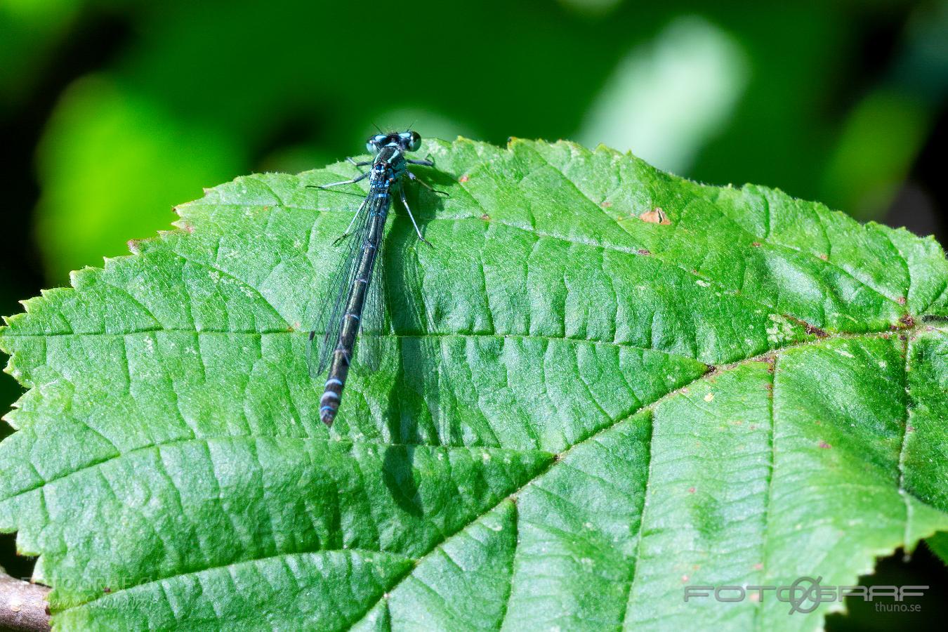 Damselfly Coenagrion pulchellum or Coenagrion puella