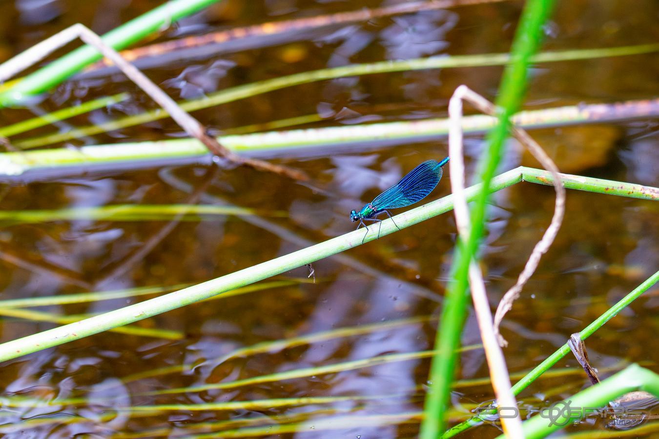 Banded demoiselle Calopteryx splendens