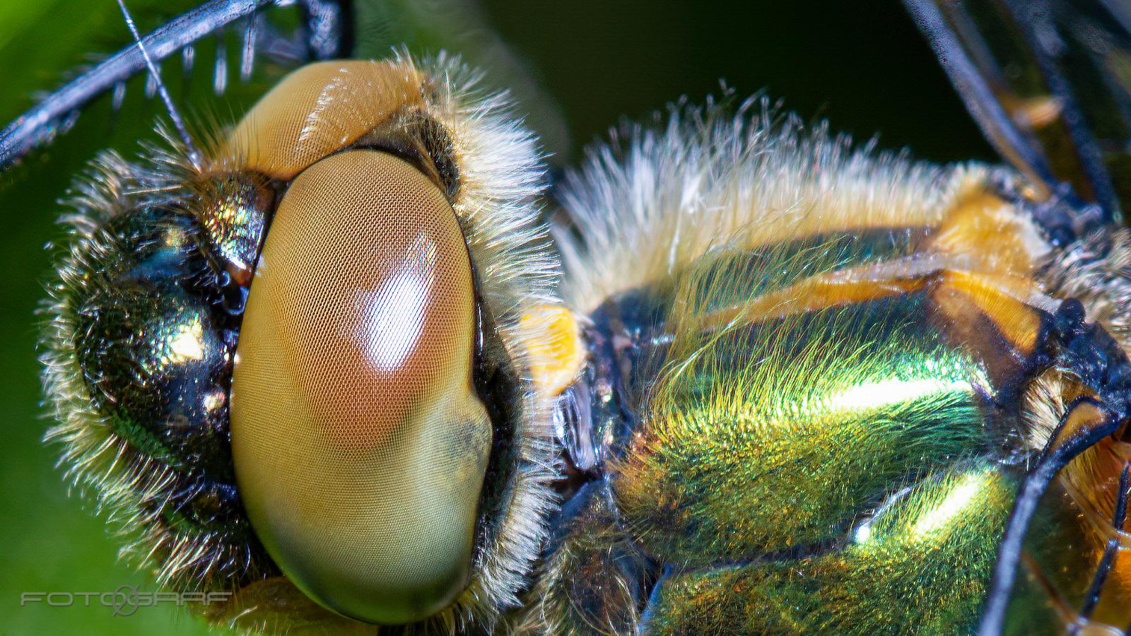 Downy emerald Guldtrollslända, Cordulia aenea