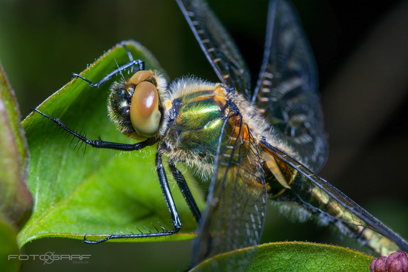 Downy emerald Guldtrollslända, Cordulia aenea