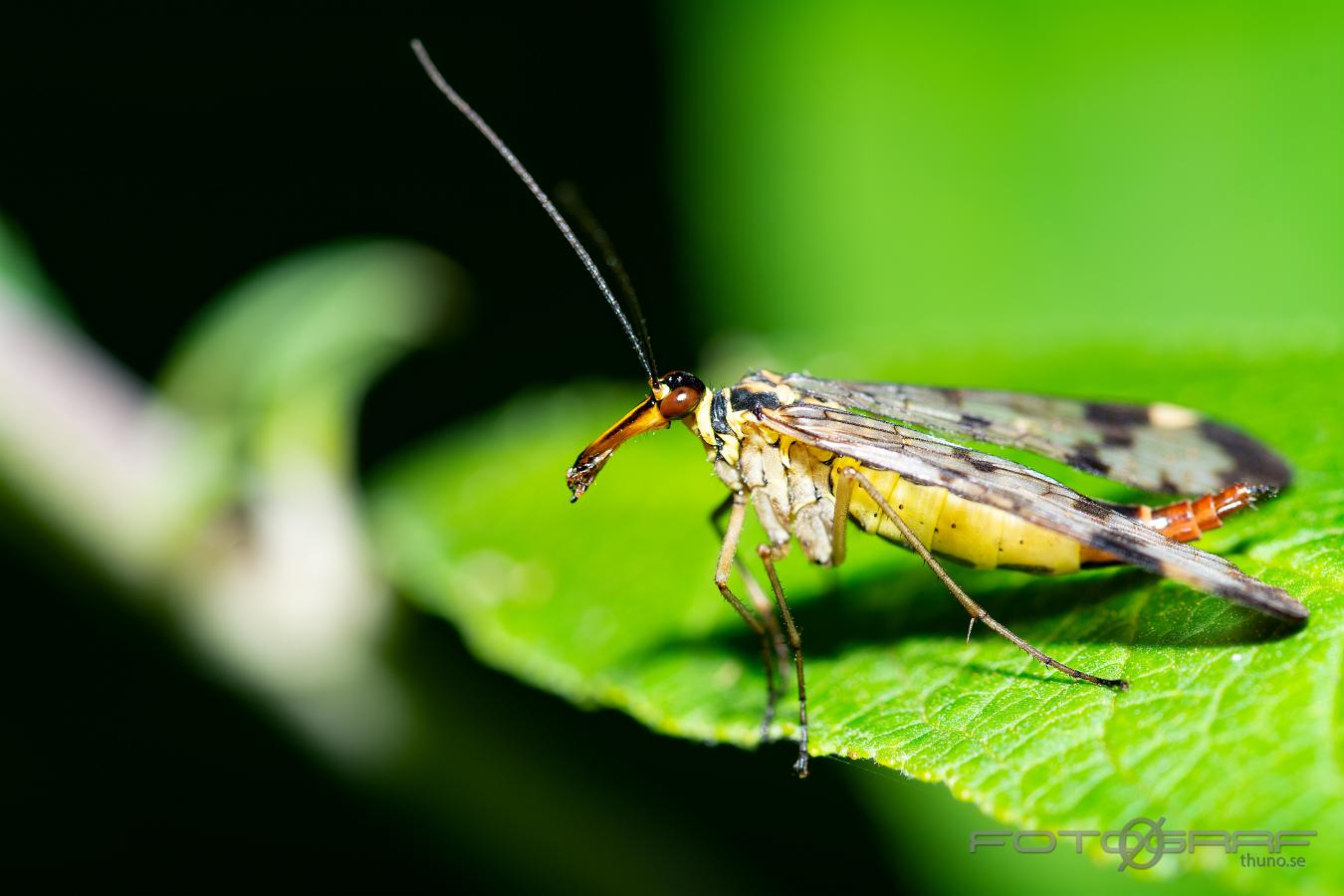 Scorpionfly Panorpa communis