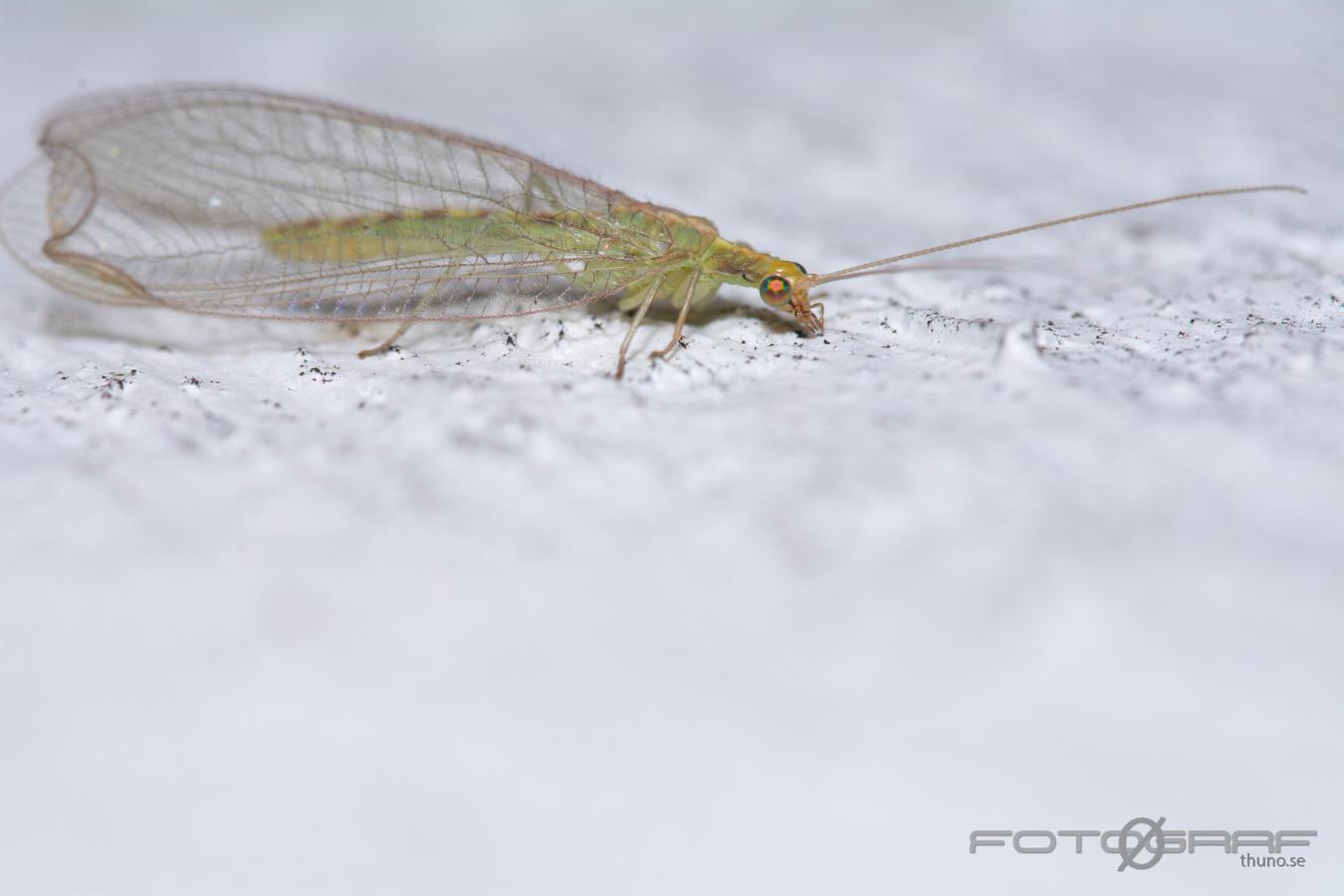 Aphid lion Chrysoperla carnea