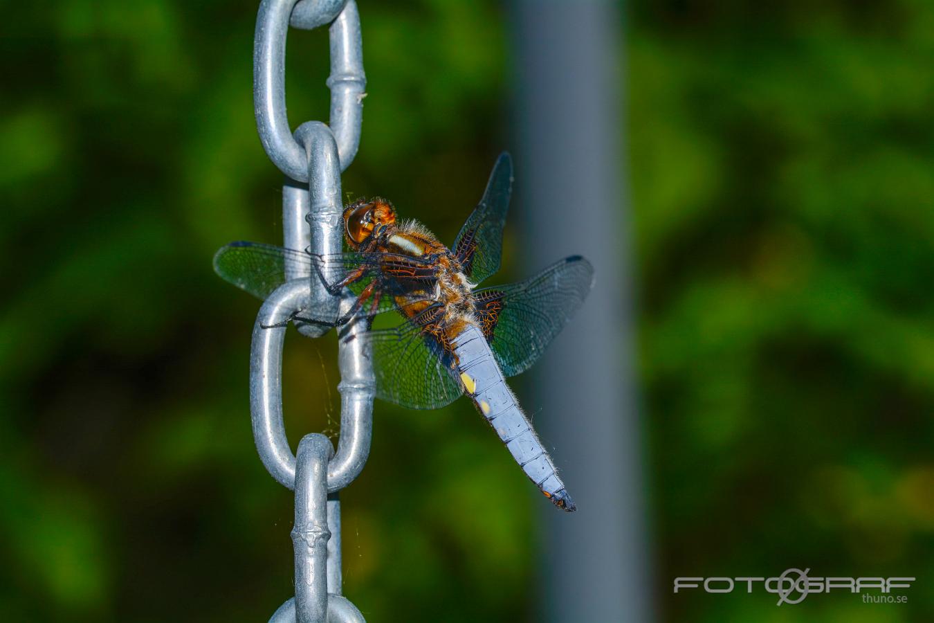 Broad-bodied Chaser (Bred Trollslända) Libellula depressa